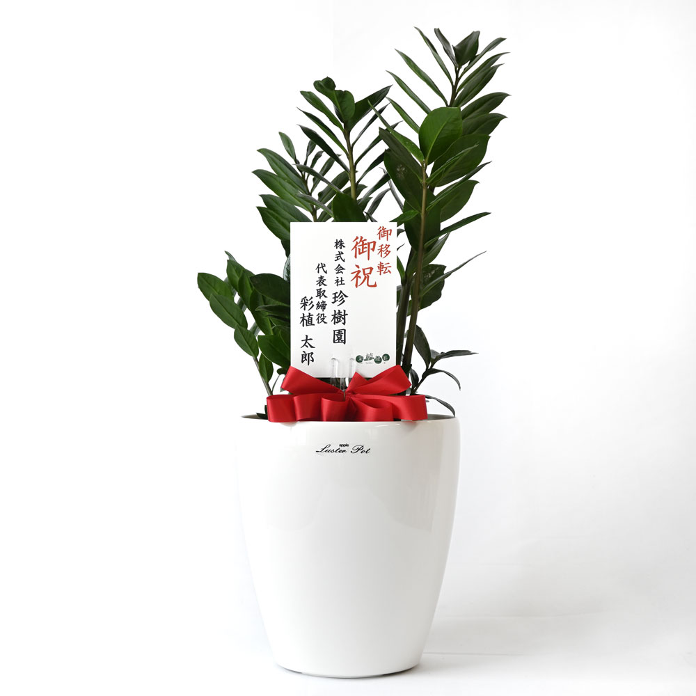 ザミオクルカス