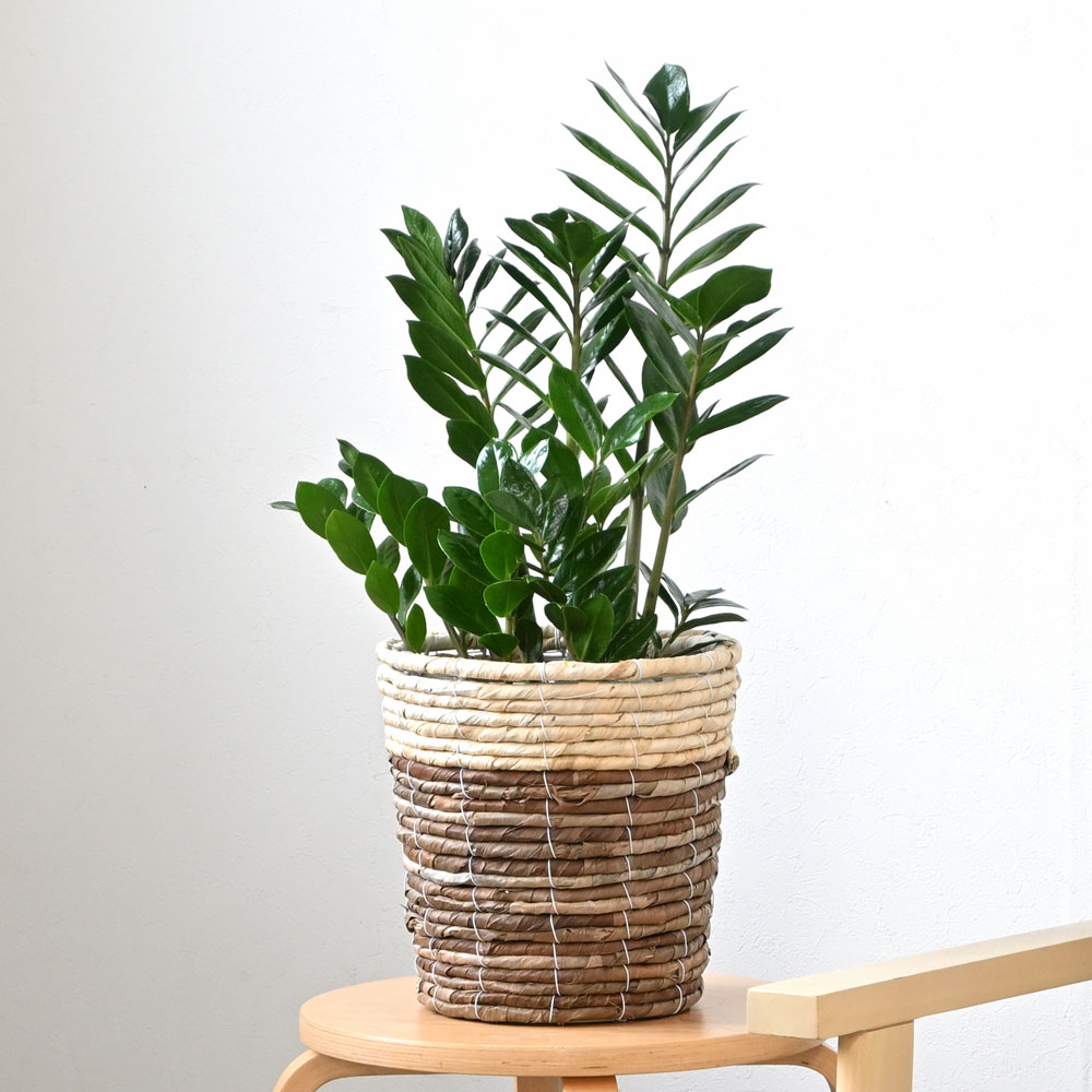 ザミオクルカス