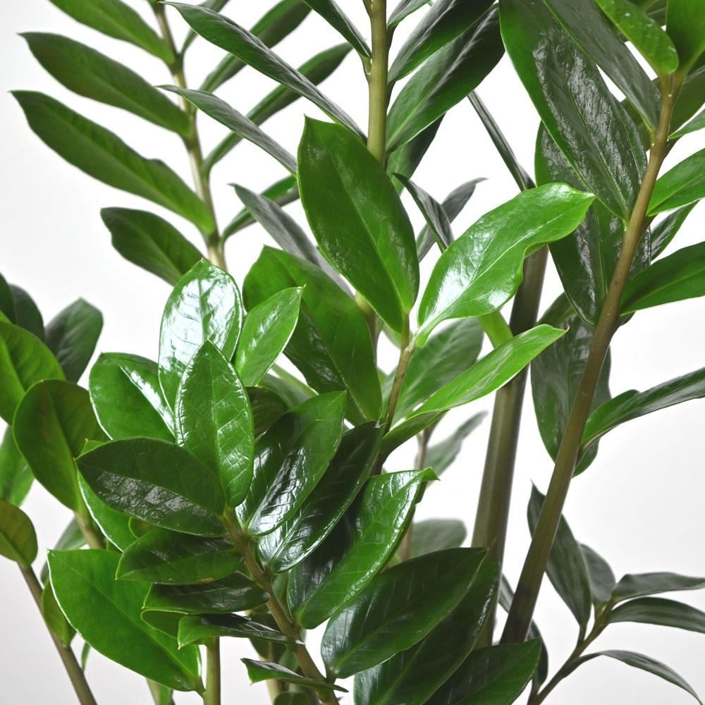 ザミオクルカス