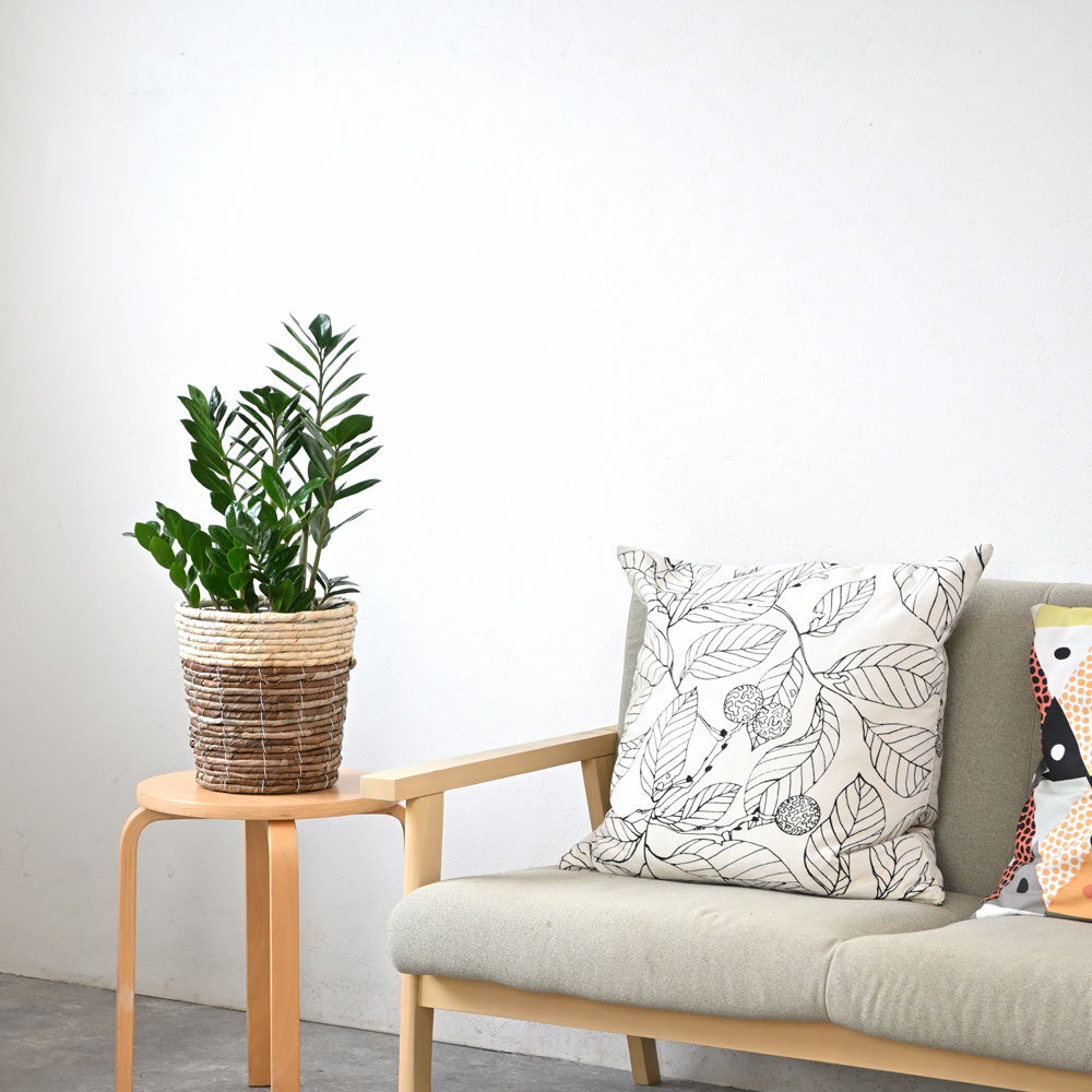 ザミオクルカス