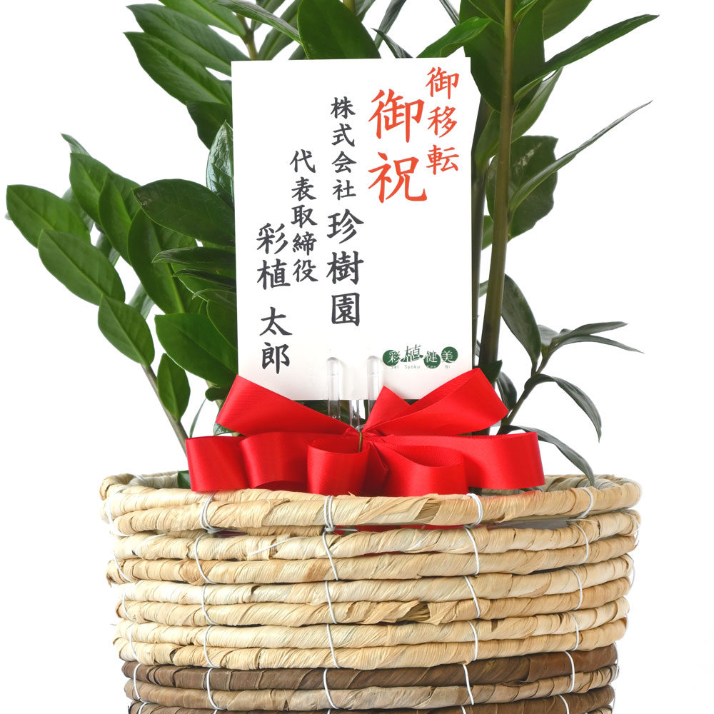 ザミオクルカス 