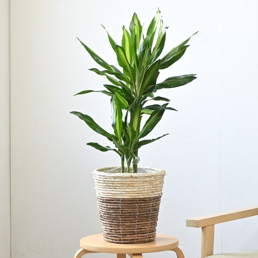 ドラセナ・ジェレ