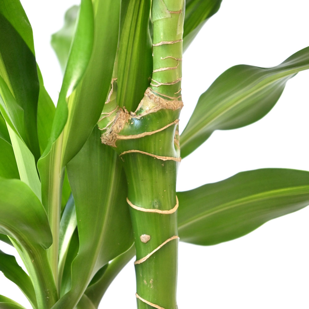 ドラセナ・ジェレ