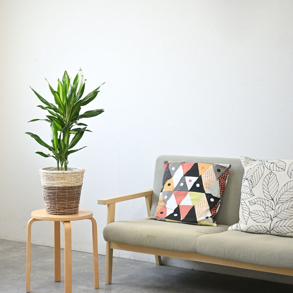 ドラセナ・ジェレ