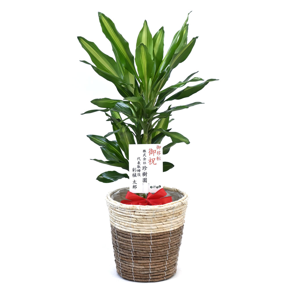 ドラセナ・ジェレ