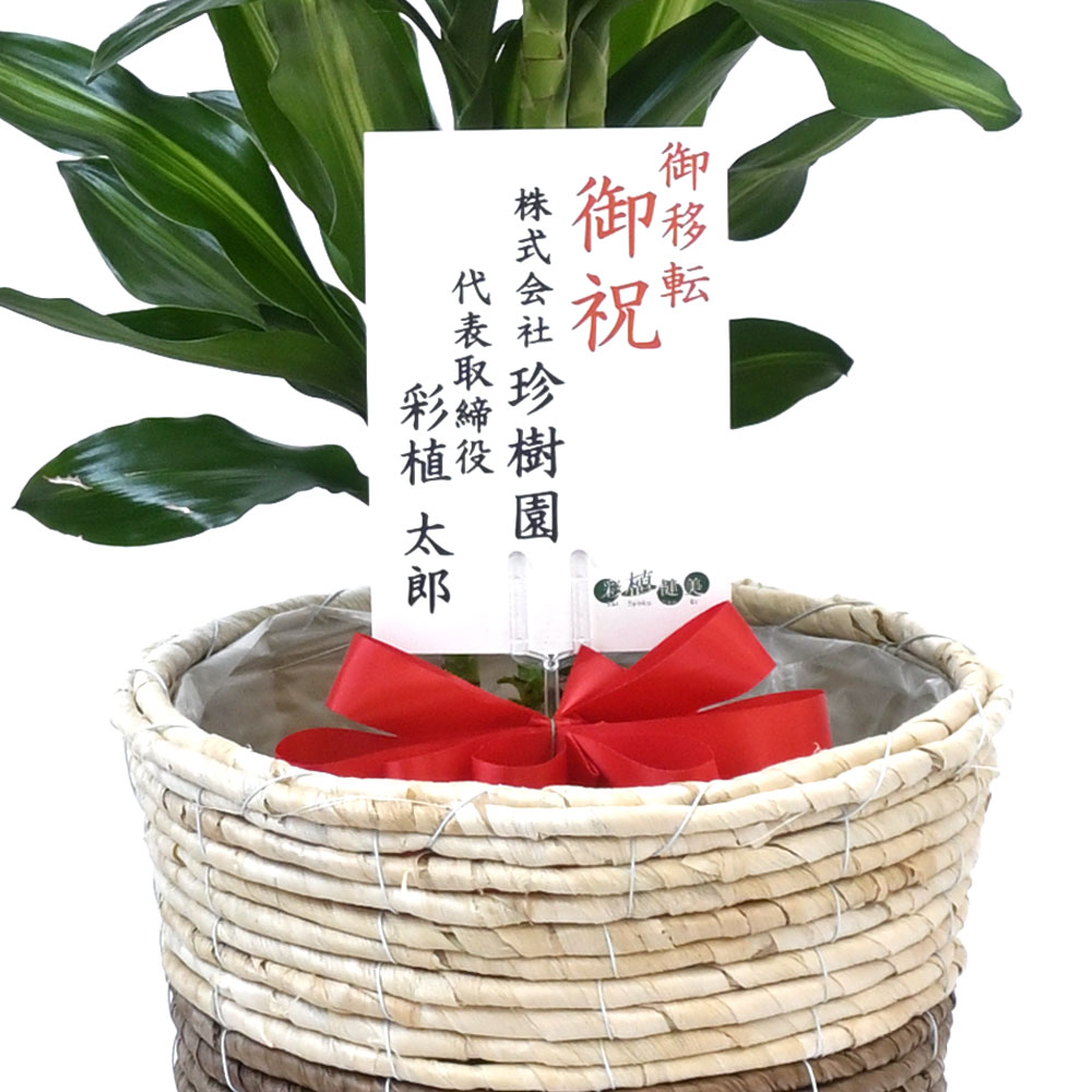 ドラセナ・ジェレ