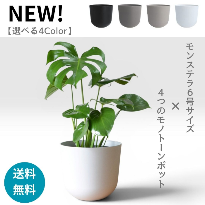 モンステラ インテリア