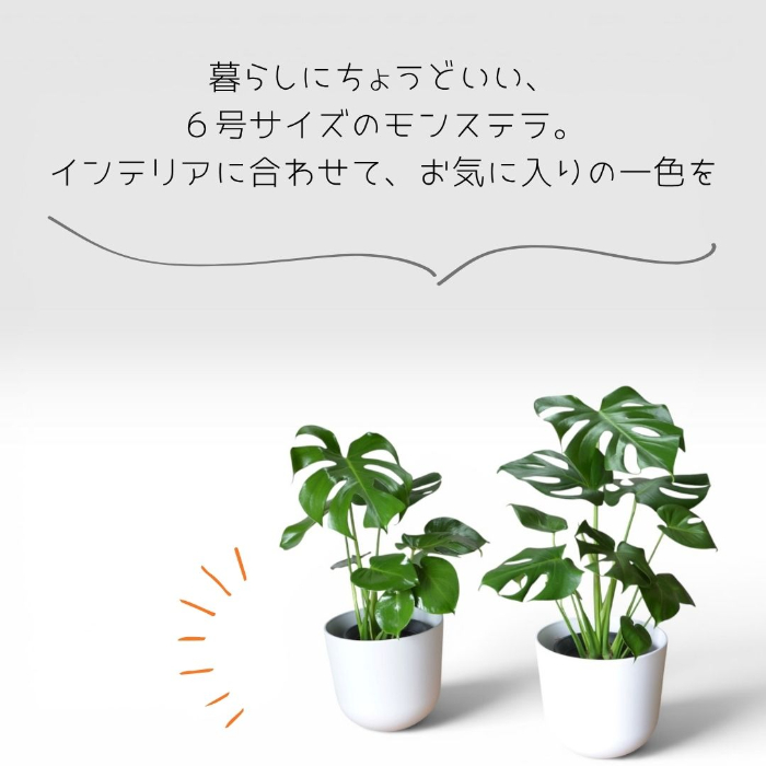 モンステラ 全体