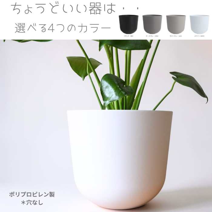 モンステラ 全体
