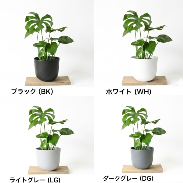 モンステラ 全体