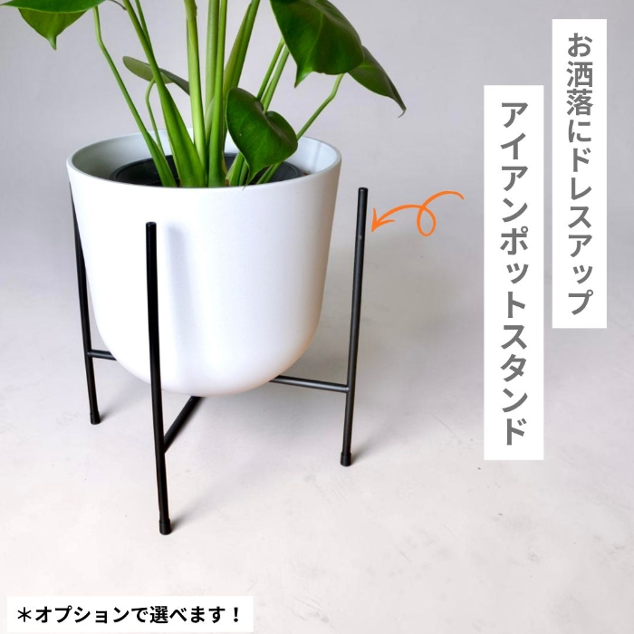 モンステラ 新芽