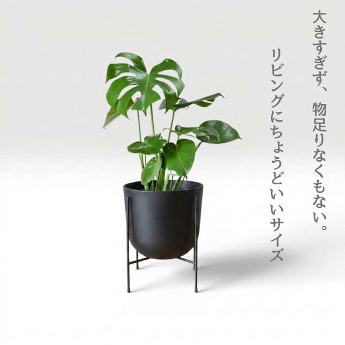 モンステラ 新芽