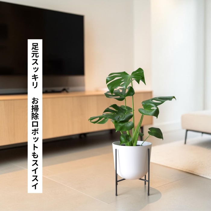 モンステラ 新芽