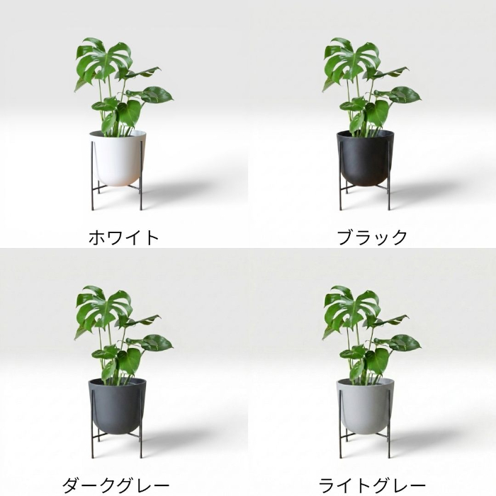 モンステラ 新芽