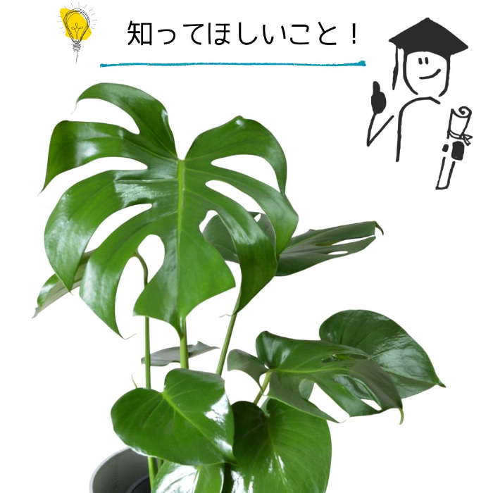 モンステラ サイズ目安1