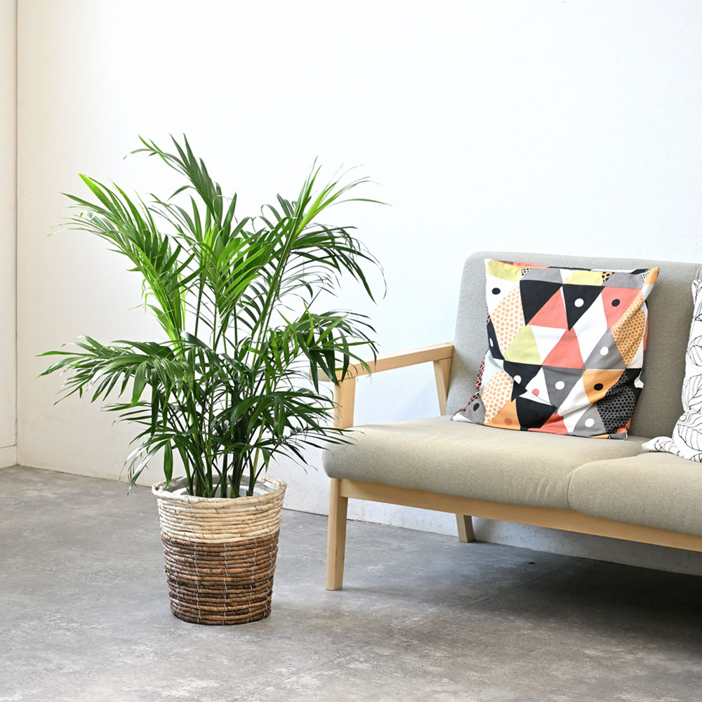 メキシコケンチャヤシ