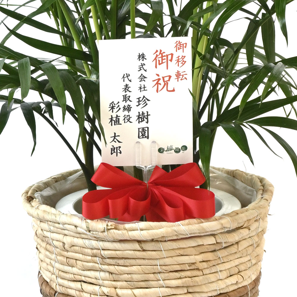 メキシコケンチャヤシ 