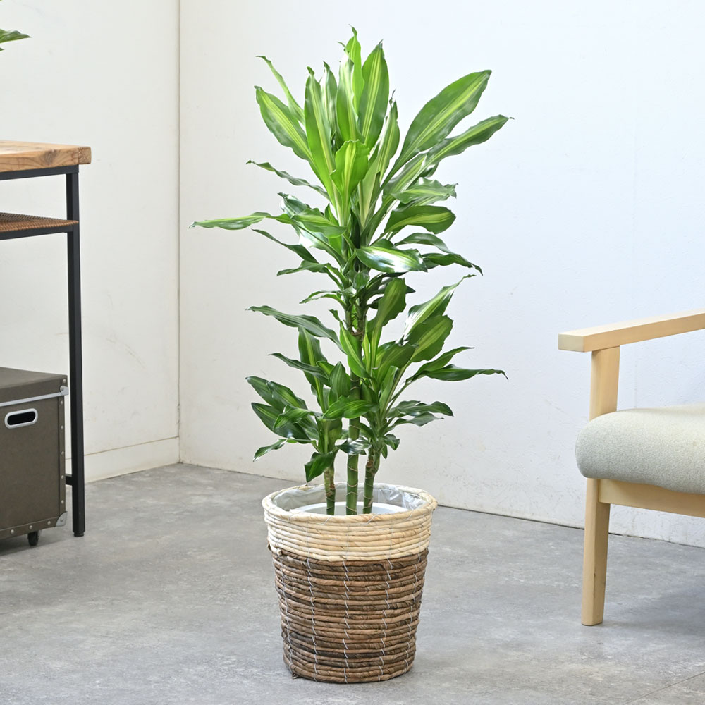 ドラセナ・ジェレ