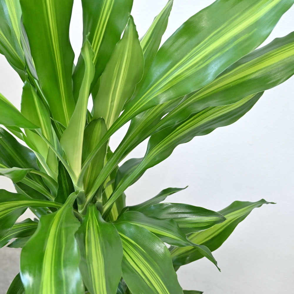 ドラセナ・ジェレ