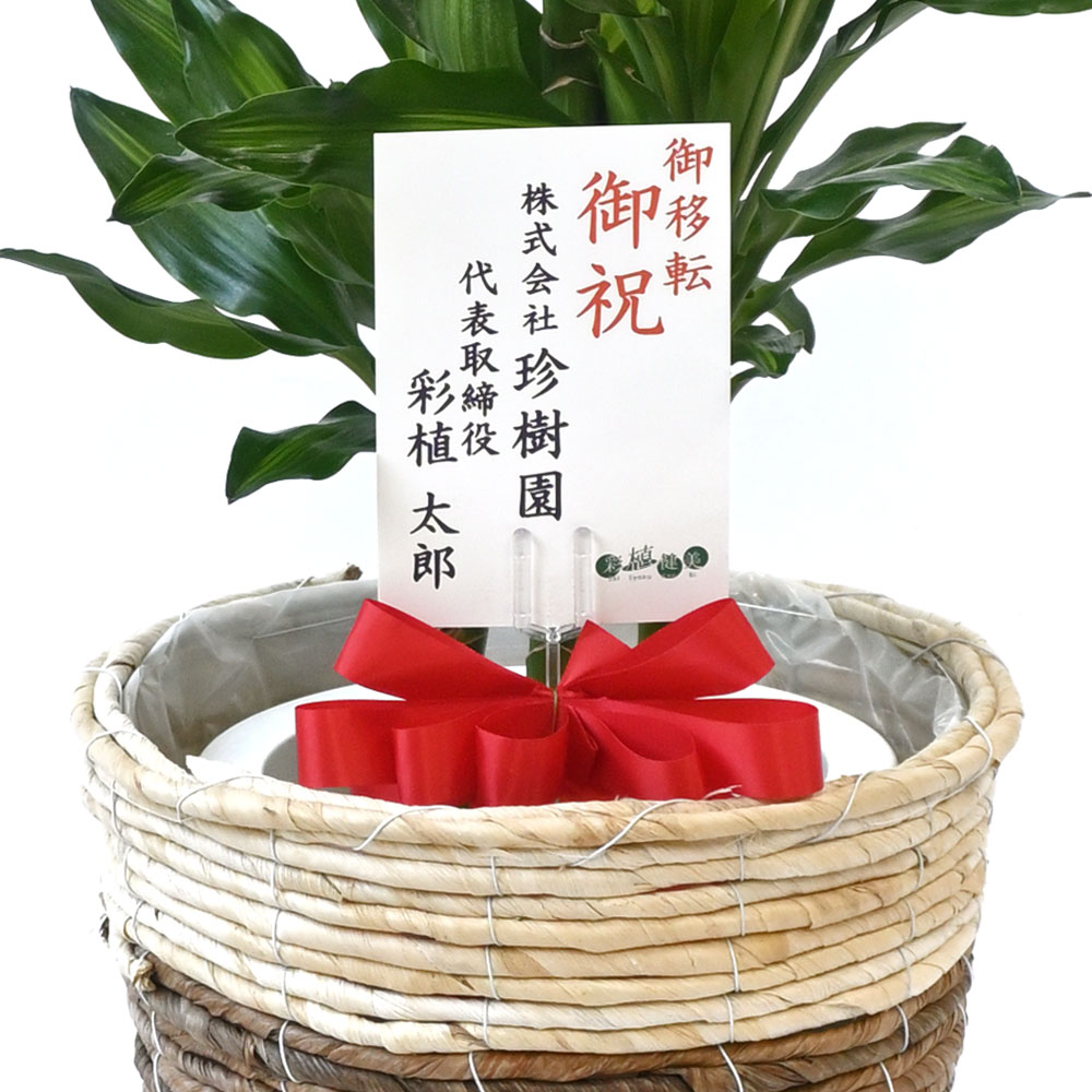 ドラセナ・ジェレ 