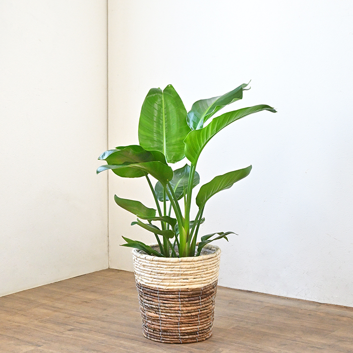 ストレリチア・オーガスタ7号鉢