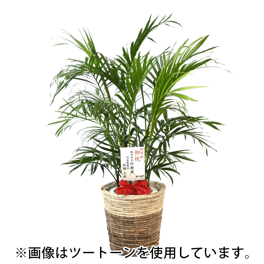 メキシコケンチャヤシ