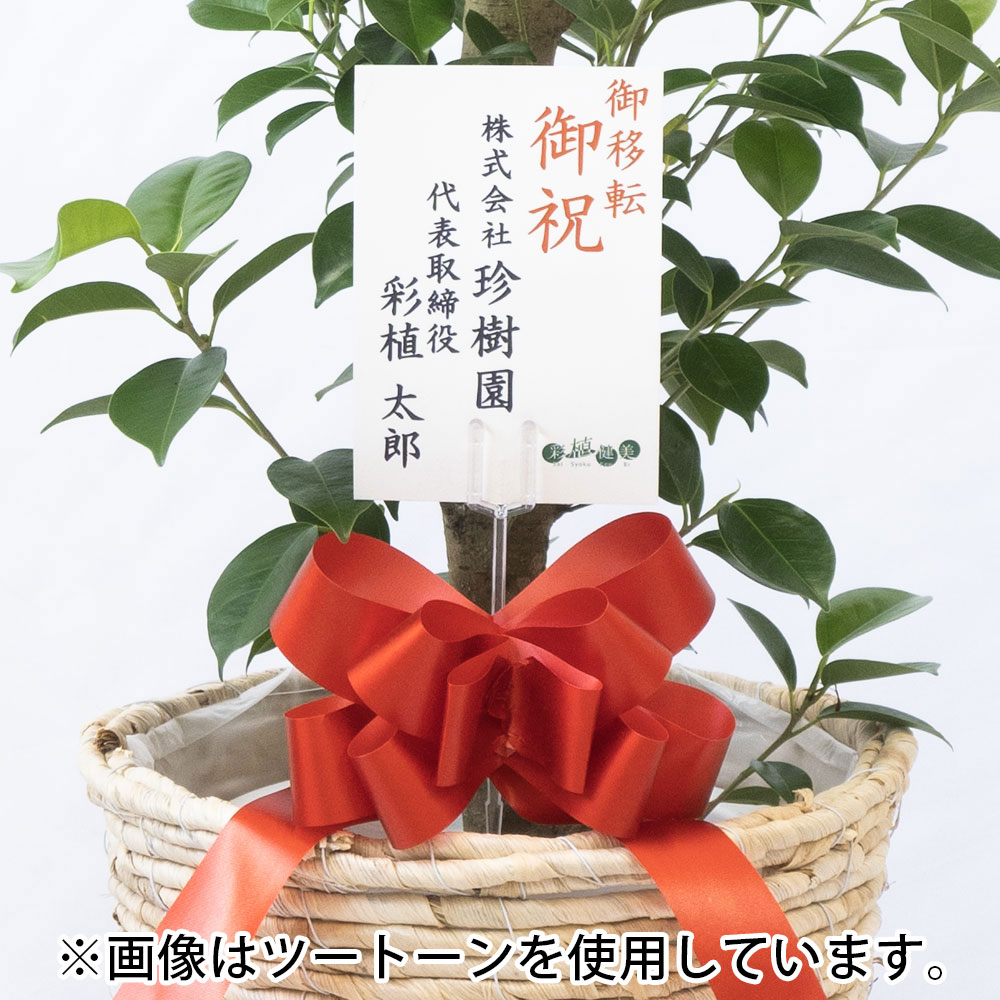 ガジュマル 