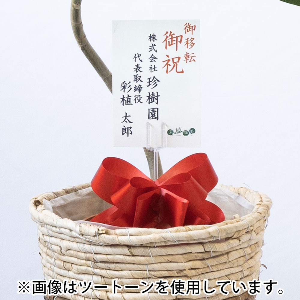 フィカス・ウンベラータ 