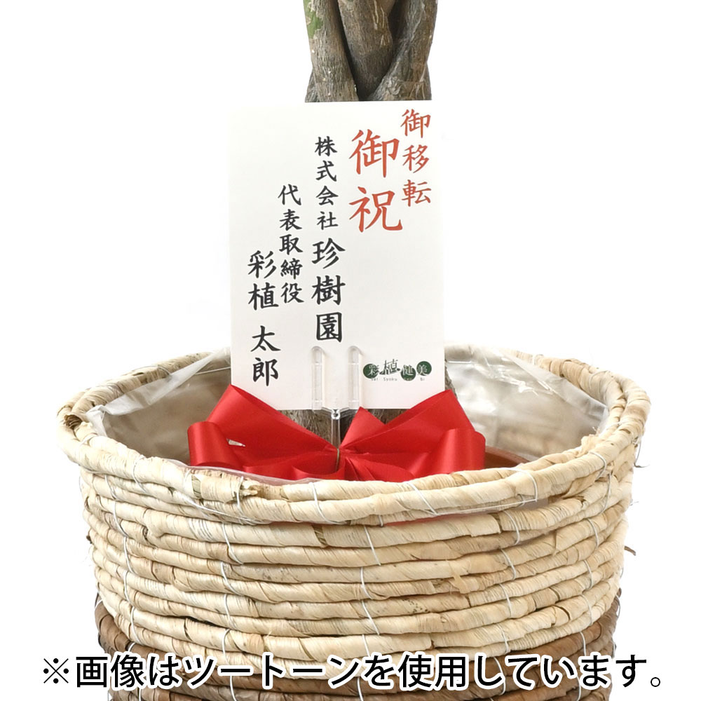 パキラ 