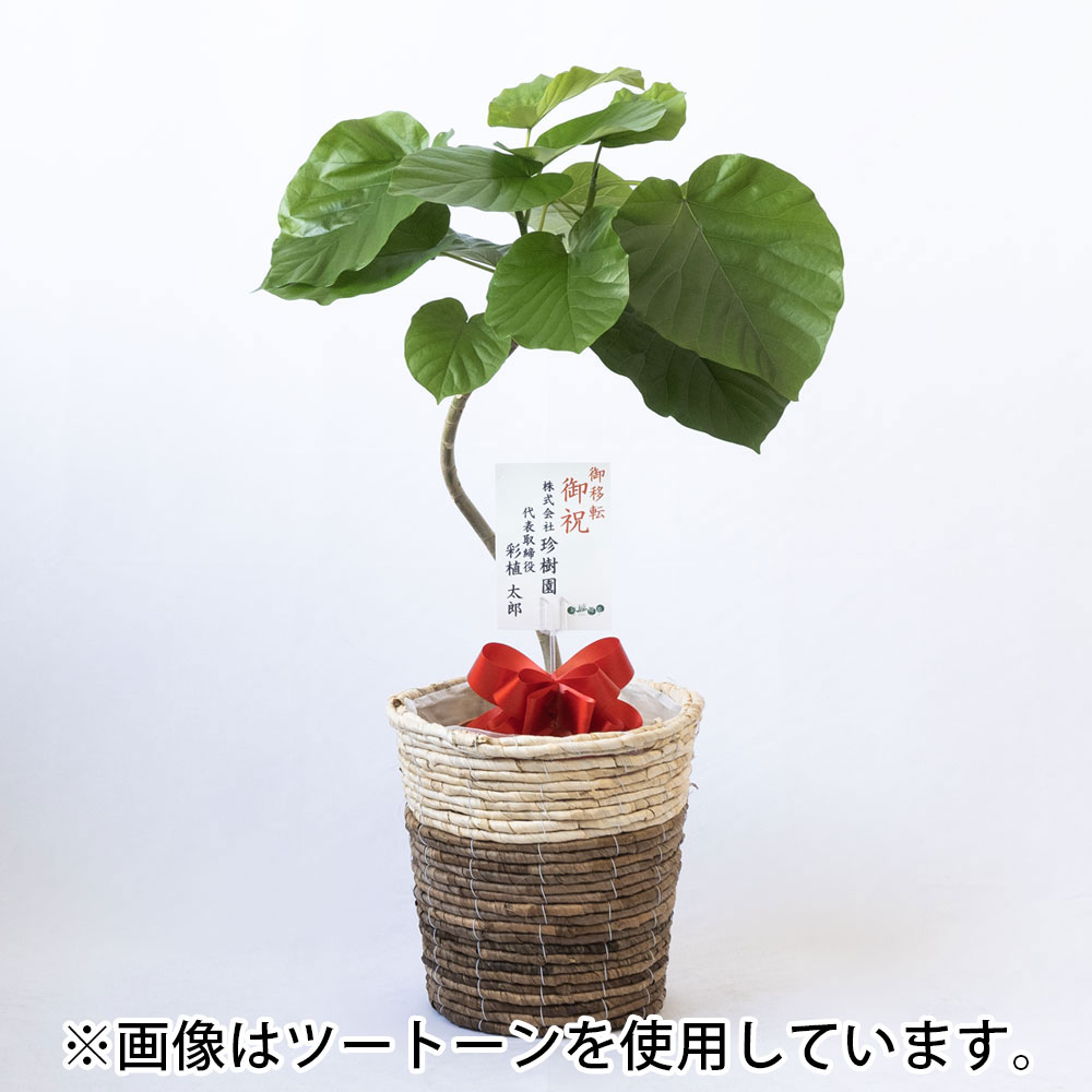 フィカス・ウンベラータ