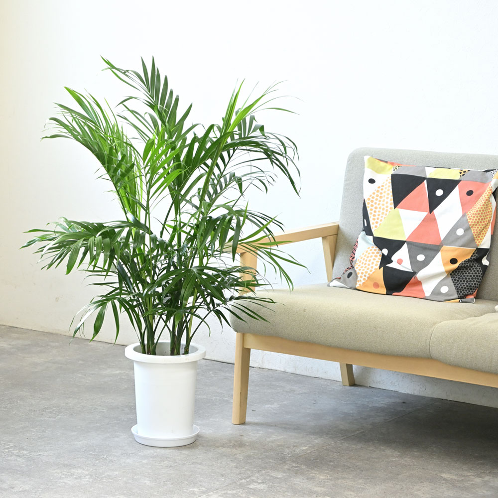 メキシコケンチャヤシ