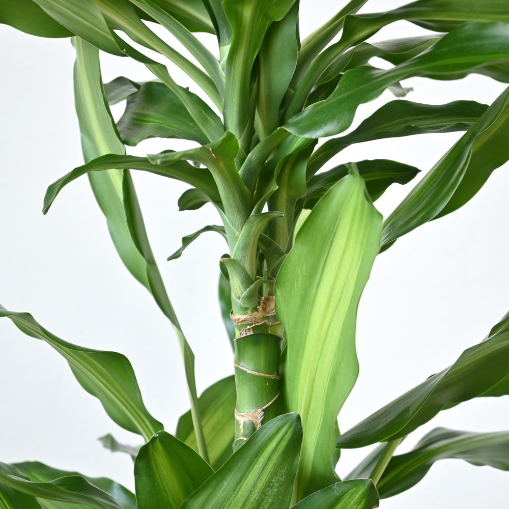 ドラセナ・ジェレ