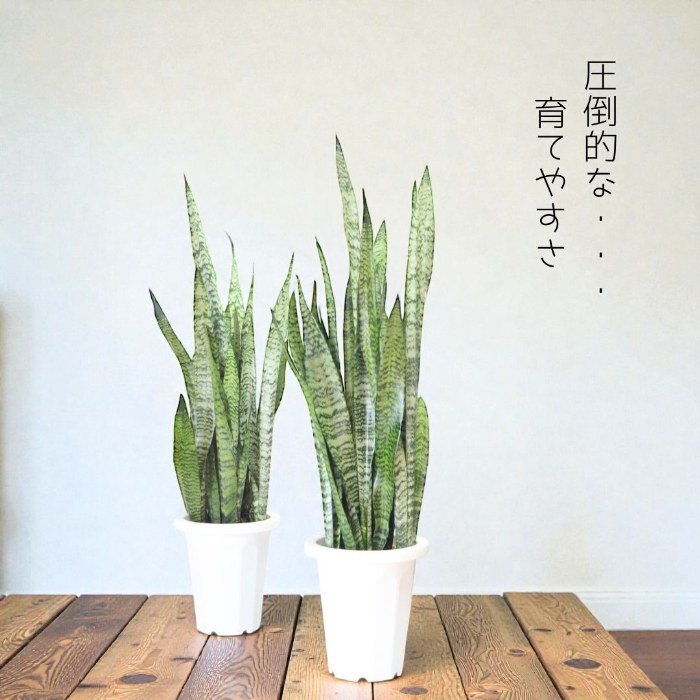 サンスベリア・ゼラニカ