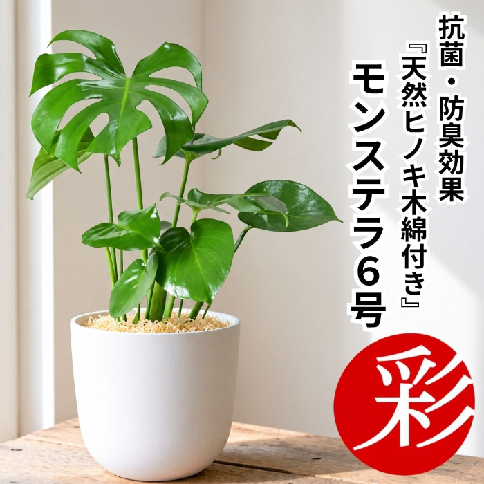 モンステラ インテリア