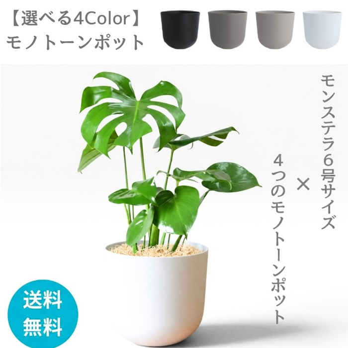 モンステラ 葉のクローズアップ