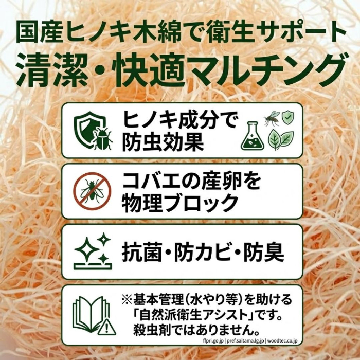 モンステラ 全体