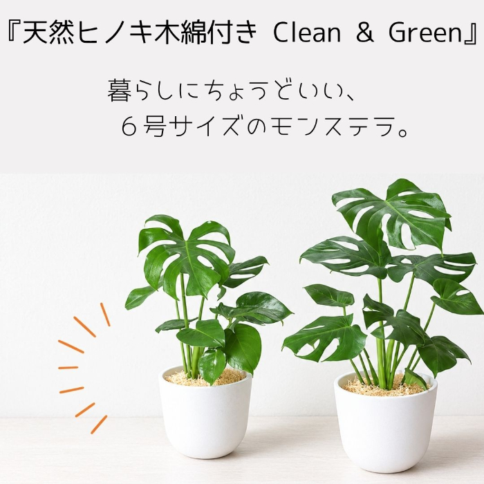 モンステラ 全体