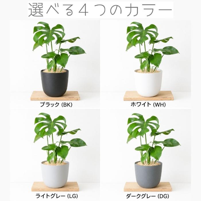 モンステラ 全体