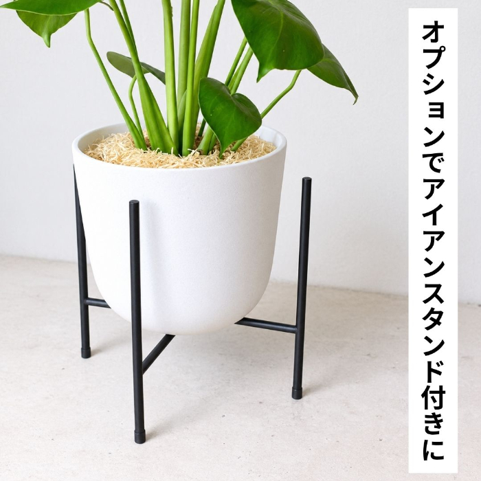 モンステラ 新芽