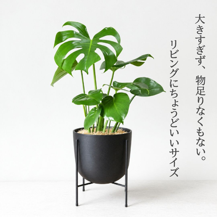 モンステラ 新芽