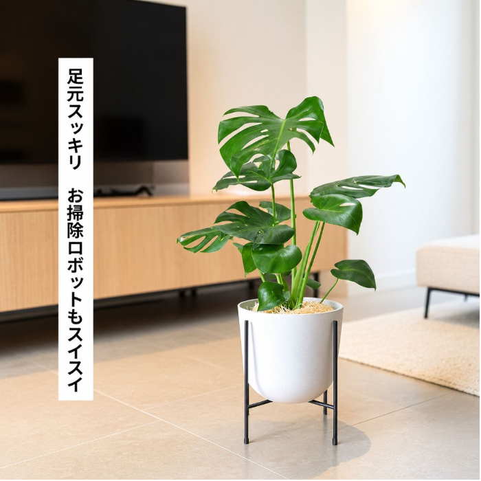 モンステラ 新芽