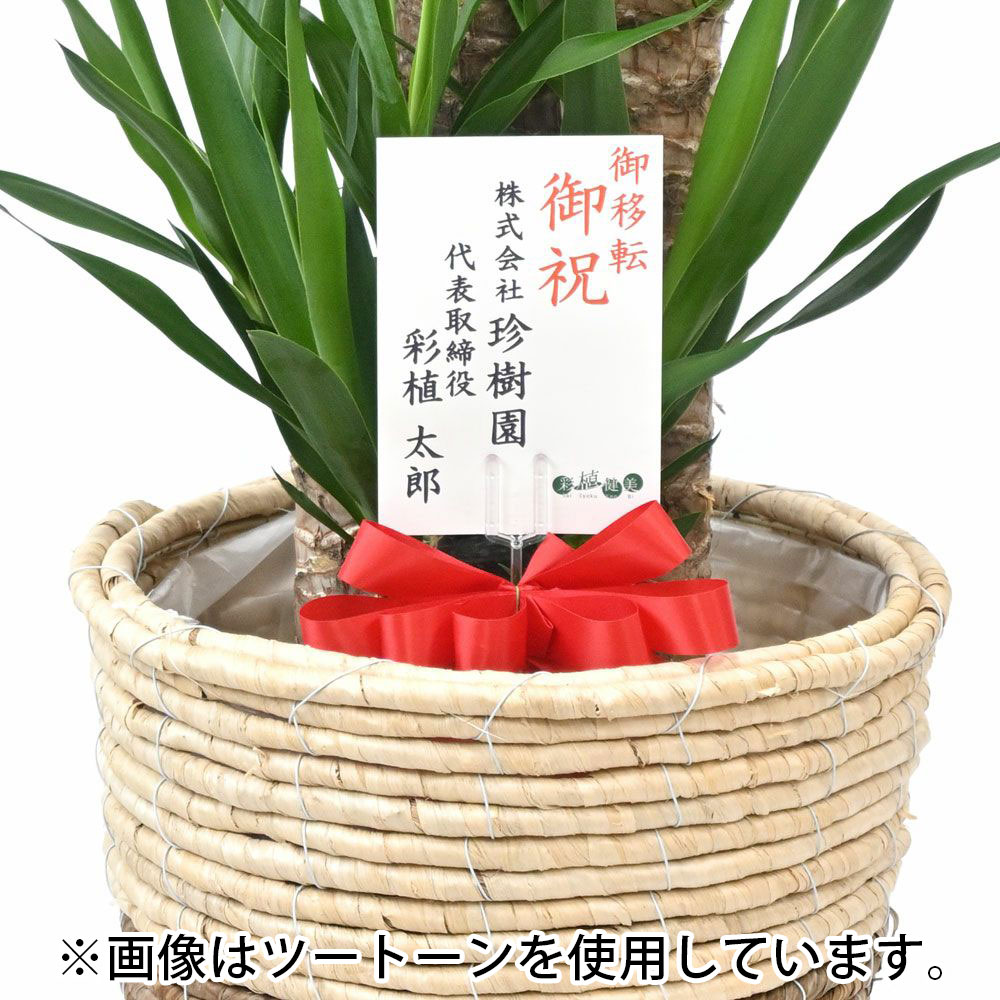 ユッカ 
