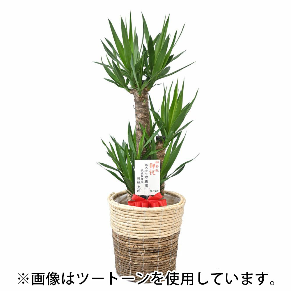 ユッカ