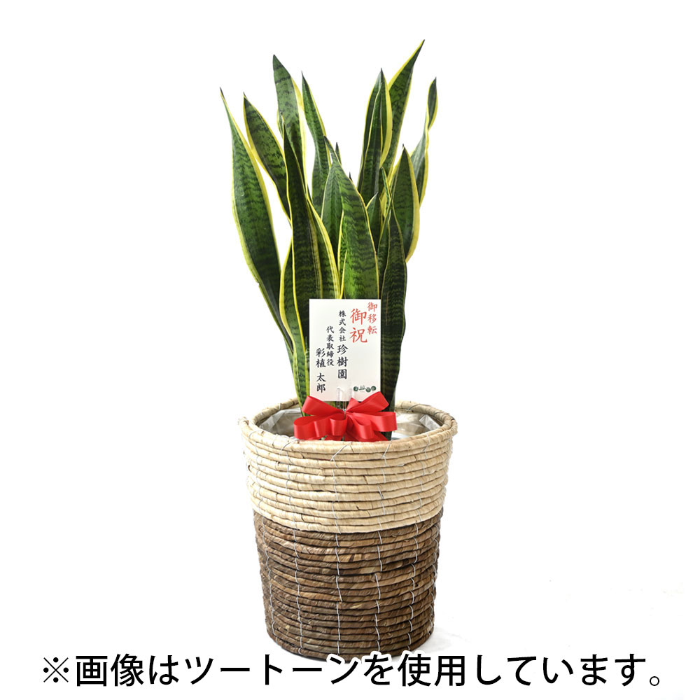 サンスベリア