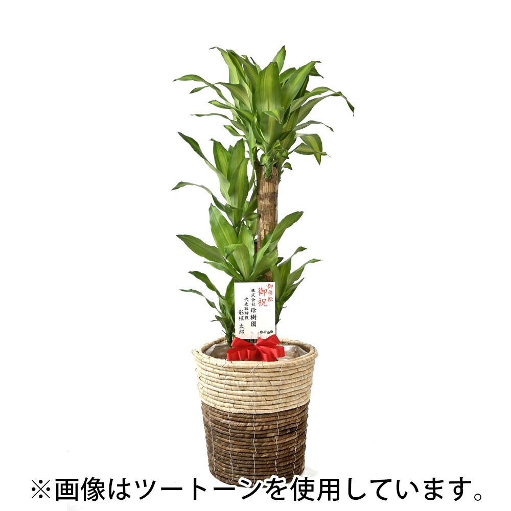 幸福の木