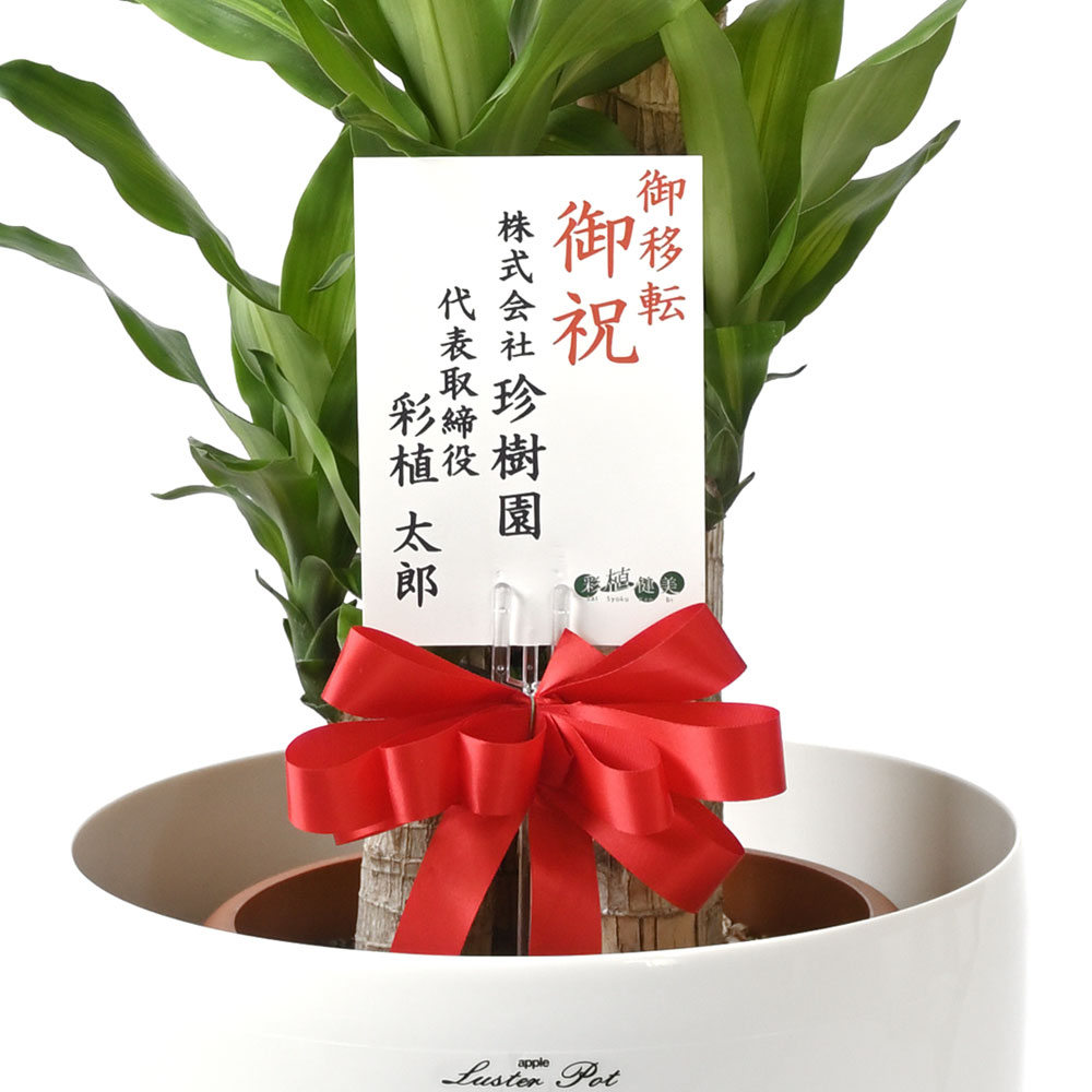 幸福の木 