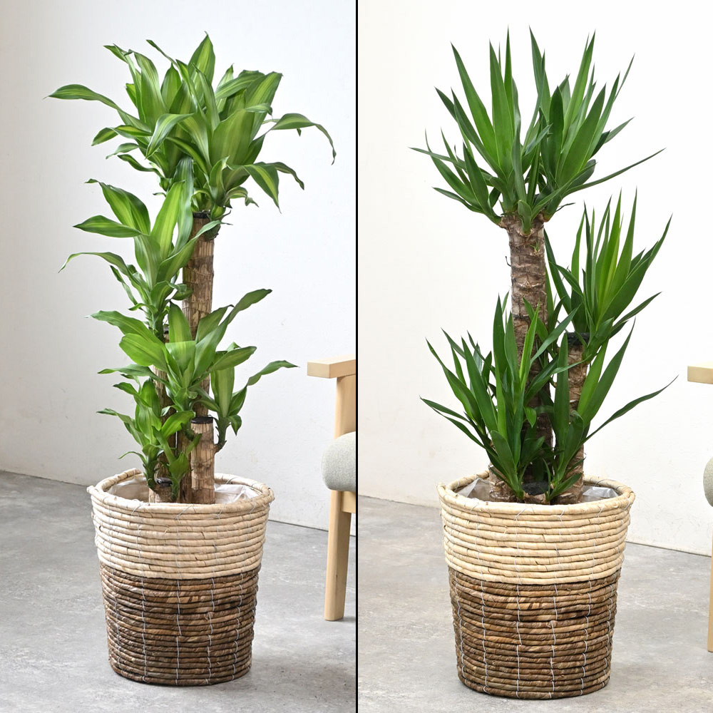 幸福の木/ユッカ