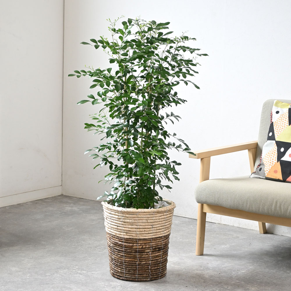 ゲッキツ(シルクジャスミン)8号鉢