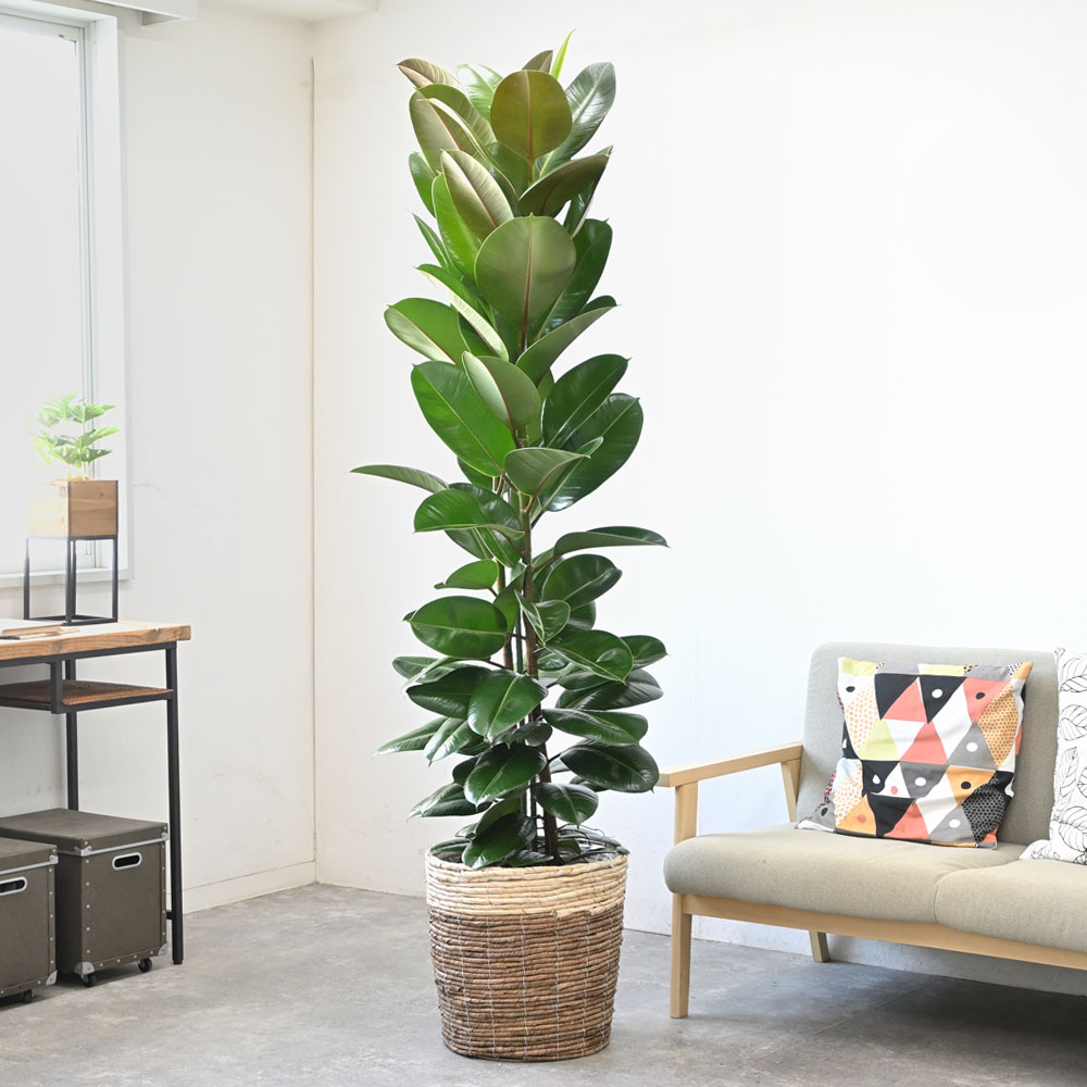 フィカス・ロブスター