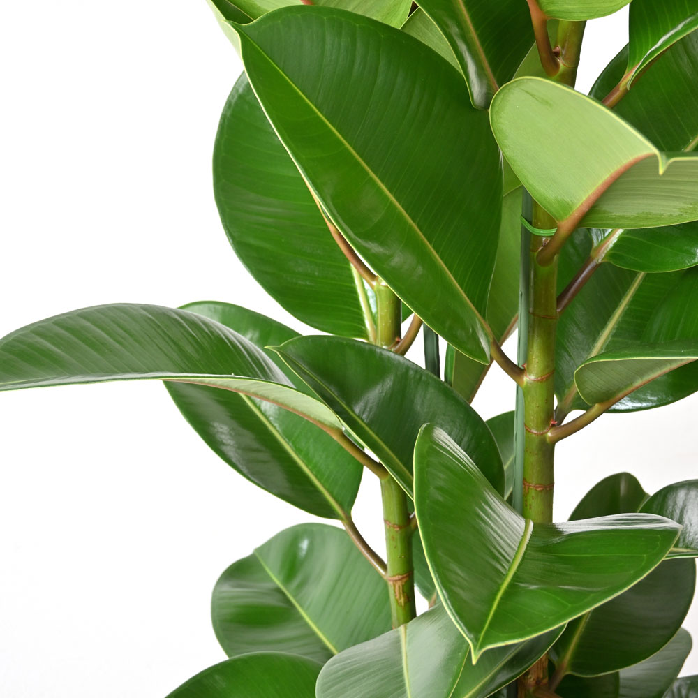 フィカス・ロブスター